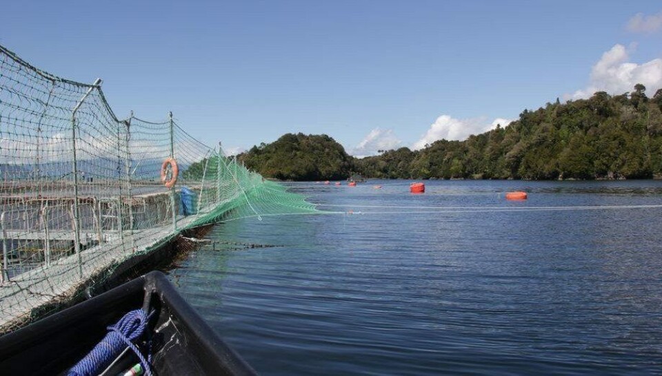 Chilenske politikere skal denne uken stemme over et forslag som vil tvinge oppdrettere til å fjerne slam. Foto: SalmonExpert
