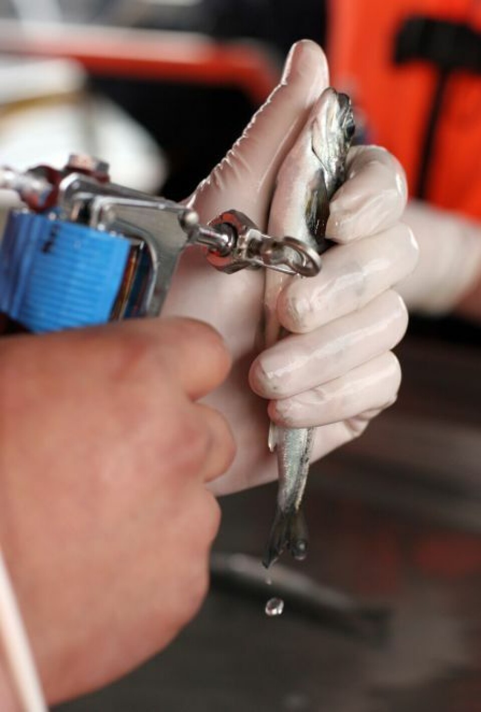 Vaksinering. Foto: Pharmaq.