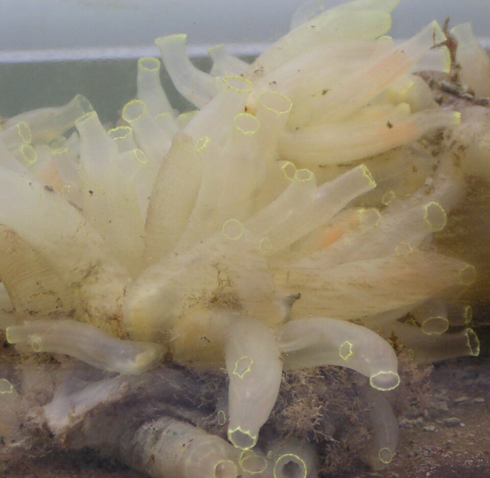 Sekkedyret gul sjøpung - Ciona intestinalis Tunikat. Foto: Wikipedia.