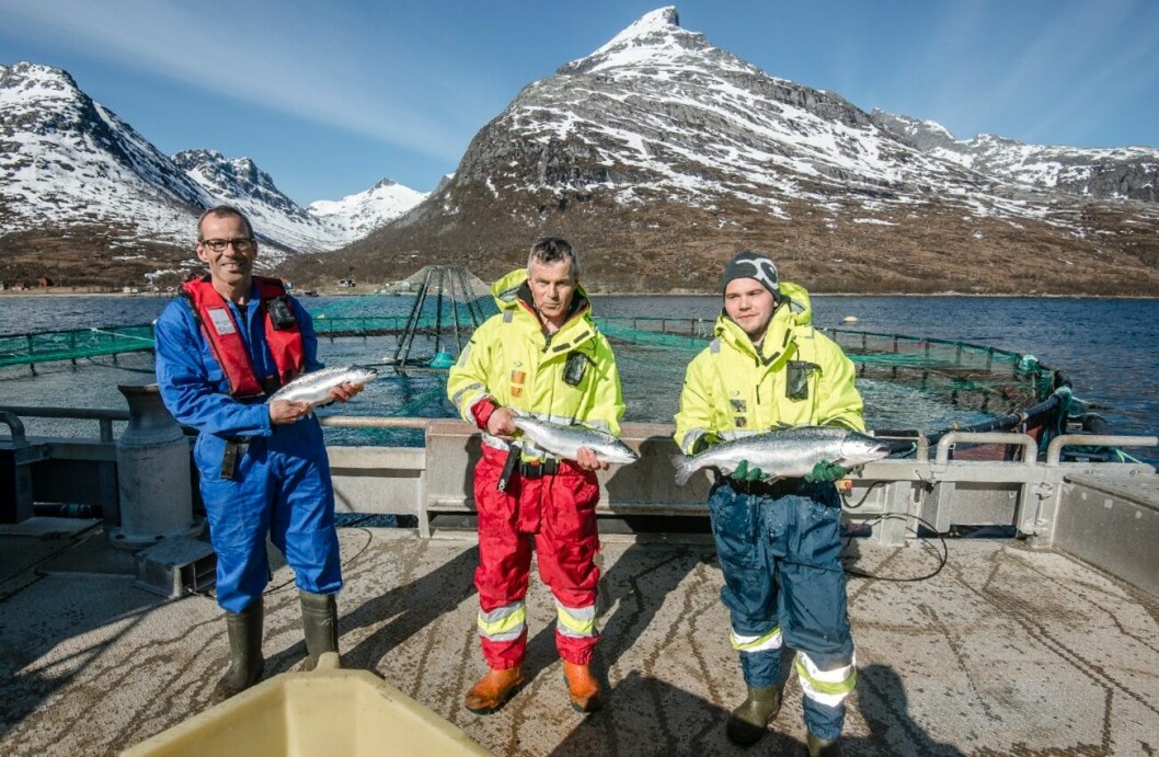 Gode dager på merdkanten for Sjurelv Fiskeoppdrett. Fra venstre Bengt, Terje og Daniel med Sjurelv-laks i armene og Store Blåmann i bakgrunnen. Foto: Lars Åke Andersen/Ewos.