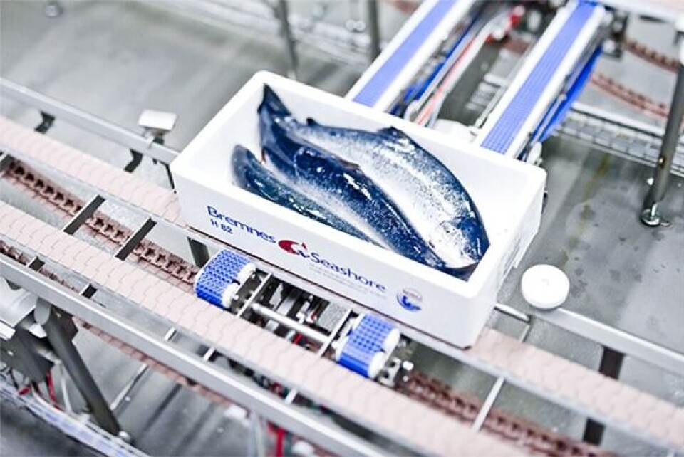 Bremnes Seashore og Grieg Seafood går hver til sitt når det kommer til salg og markedsføring av laks. Illustrasjonsfoto: Bremnes Seashore.