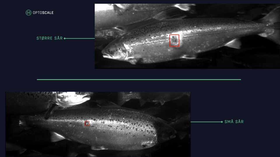 OptoScale sitt system kan gi presis informasjon om tilstanden til fisken i merden. Hvordan sår utvikler seg er svært nyttig kunnskap når man skal planlegge videre produksjonsforløp. Sår måles både kvantitativt og kvalitativt, og man kan skille størrelsesklasser og årsaksforhold.Foto: OptoScale