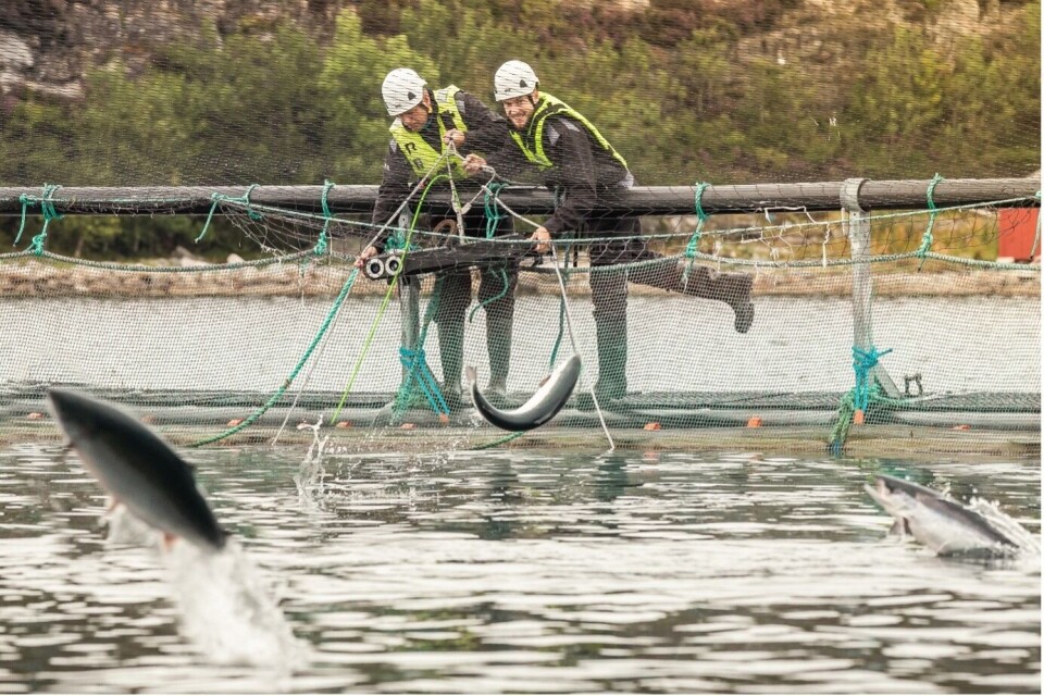 Sven Kolstø er daglig leder og medgrunnlegger av OptoScale. Han tror det ligger enormt med ny kunnskap å hente i å kombinere avansert bildeanalyse med annen informasjon om fisken. – Bedre beslutningsgrunnlag gir bedre valg, som også gagner fisken, sier han. Her er han til høyre på bildet. Til venstre er leder for hardware Einar Wangberg. Foto: OptoScale