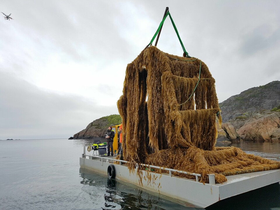 Orkla kjøper 24,9 prosent av aksjene i Arctic Seaweed med hovedkontor i Flekkefjord og produksjonsanlegg i Øygarden utenfor Bergen. Foto: Artic Seaweed.