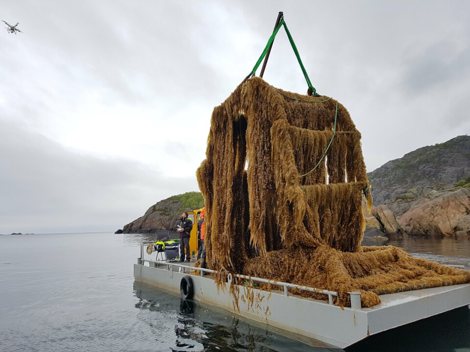 Orkla kjøper 24,9 prosent av aksjene i Arctic Seaweed med hovedkontor i Flekkefjord og produksjonsanlegg i Øygarden utenfor Bergen. Foto: Artic Seaweed. Orkla kjøper 24,9 prosent av aksjene i Arctic Seaweed med hovedkontor i Flekkefjord og produksjonsanlegg i Øygarden utenfor Bergen. Foto: Artic Seaweed.