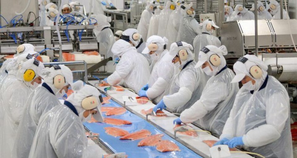Arbeidere på bearbeidingsanlegget mister jobbene sine på grunn av lavere fiskeproduksjon. Foto: Blumar.