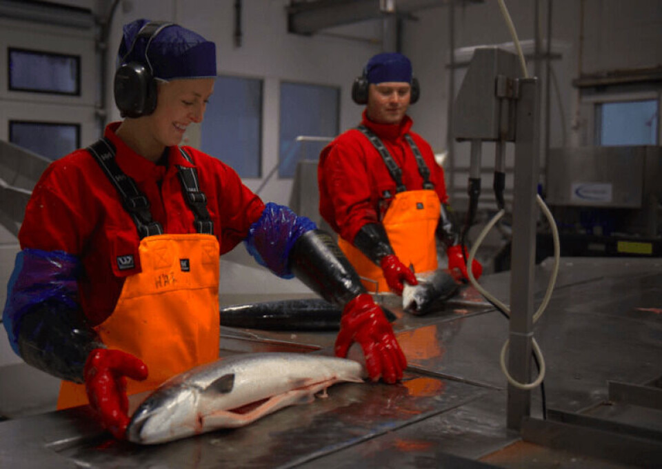 Sysselsetting ved slakteri. Illustrasjonsfoto: Sjømat Norge.