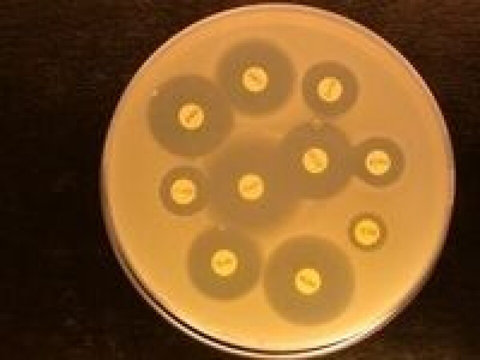 Illustrasjonsfoto av antibiotikaresistens-test. Foto: Veterinærinstituttet.