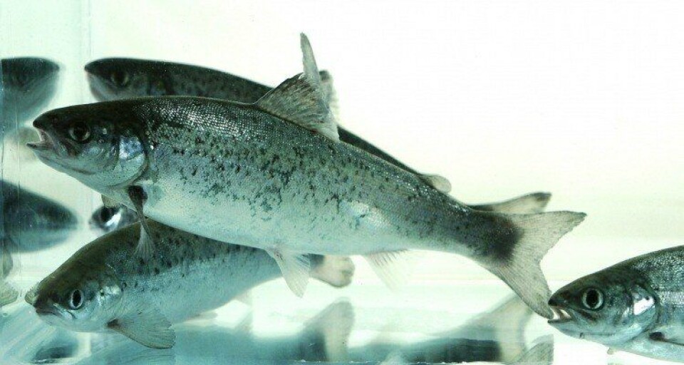 Fister Smolt AS leverer stabilt. Foto: Kyst.no