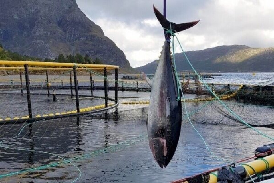 Illustrasjonsbilde fra en tidligere hendelse da K. Strømmen Lakseoppdrett fikk en størje i merden. Foto: Privat