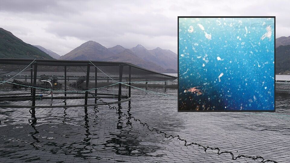 MOWI har lett etter mikroplast i både i oppdrettsfisk, villfisk og i fôrråvarene. Foto: FishFarmingExpert/MOWI.