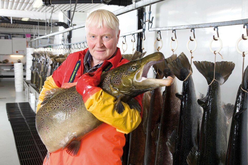 En utvalgt kjønnsmoden hannlaks som er klar til å befrukte rogn. Foto: Aguagen.