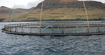 Færøysk lakseprodusent er den første i bransjen til å stoppe all flyfrakt