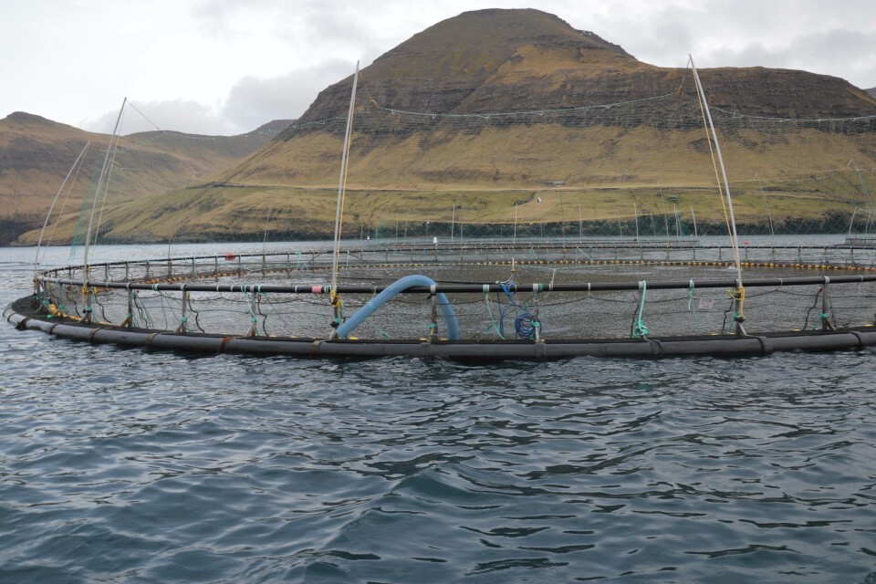 Hiddenfjord lokaliteten på Sørvágur, like ved flyplassen. Foto: Therese Soltveit.