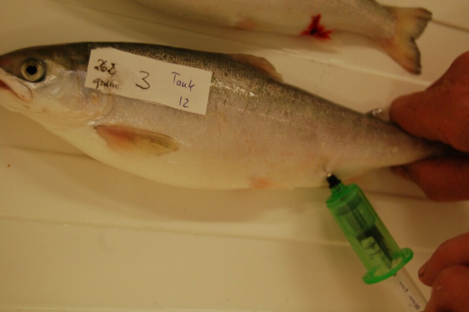 Det var færre kvalifiserte søkere på profesjonstudiet for fiskehelse ved Universitetet i Bregen i år, enn i fjor. Illustasjonsfoto: Harrieth Ludberg