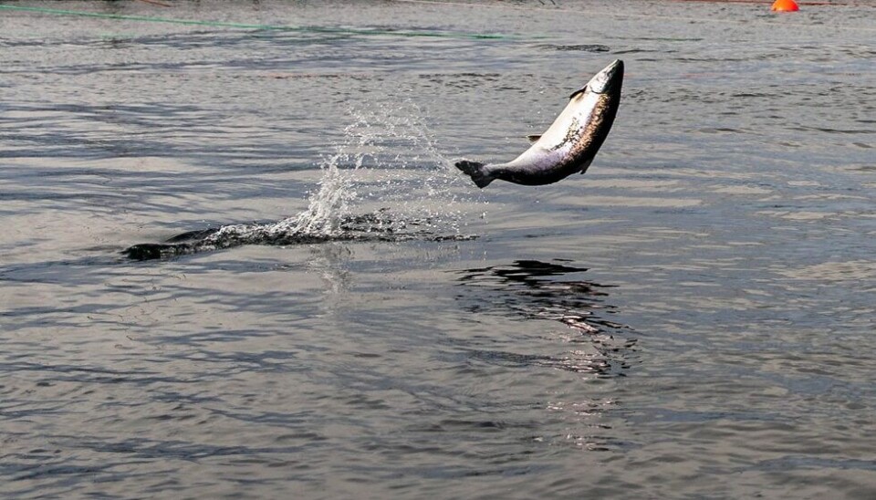 Fiskeridirektoratet vet ikke hvor oppdrettslaksen i Varangerfjorden kommer fra. Foto: Fiskeridirektoratet Fiskeridirektoratet vet ikke hvor oppdrettslaksen i Varangerfjorden kommer fra. Foto: Fiskeridirektoratet