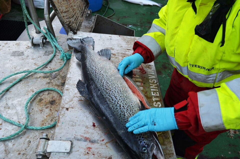 Prøvetaking av fisk på merdkanten. Foto: Labora.