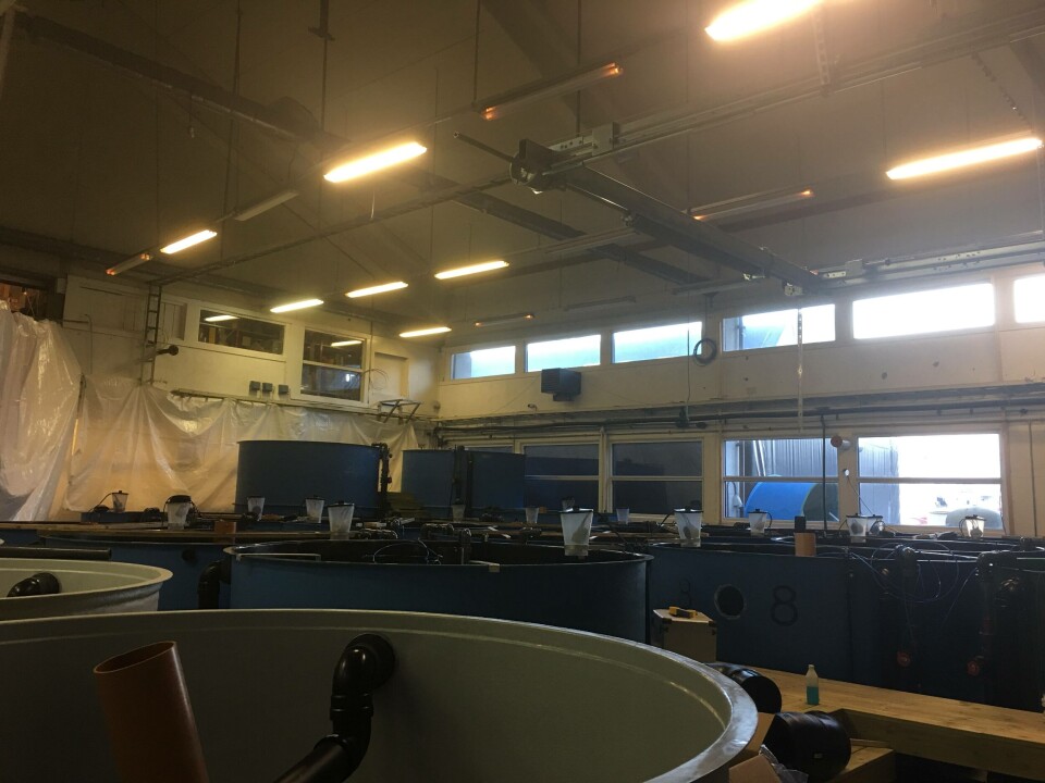 Austevoll Rensefisk starta opp rognkjeks-produksjonen i førre veke. Foto: Austevoll Rensefisk