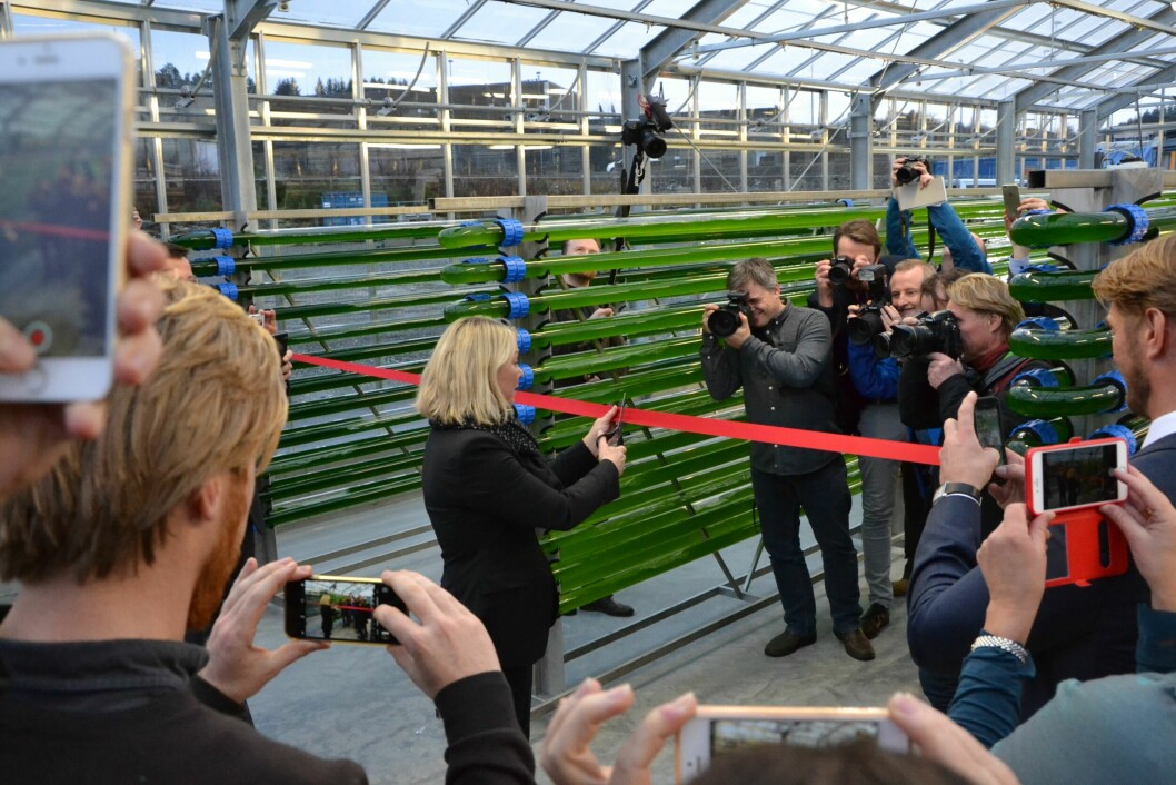 Næringsminister Monica Mæland klipper snoren under den offisielle åpningen av algepiloten. Foto: Magnus Petersen.