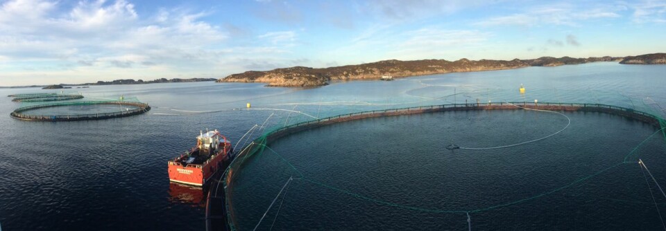 - Nytt høstutsett på lokalitet Krigsholmen i flott høstvær, skriver selskapet på Facebook. Foto: Austevoll Melaks.