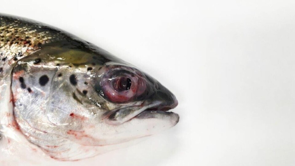Pasteurellainfisert laks Foto: Hanne Nilsen ved Veterinærinstituttet. Pasteurellainfisert laks Foto: Hanne Nilsen ved Veterinærinstituttet.