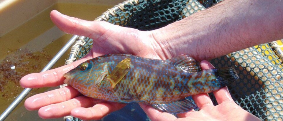 Illustrasjonsfoto: rensefisk. Kilde: Scottish Aquaculture Innovation Centre.