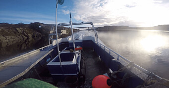 Fire av fem rognkjeks starter livet på Averøya