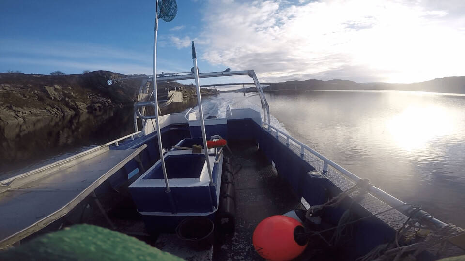 Lumpfish er spesialbygget for rognkjeksfiske. Foto: Skjerneset Fisk AS