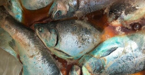 Fisk råtner nå i de chilenske prosessanleggene