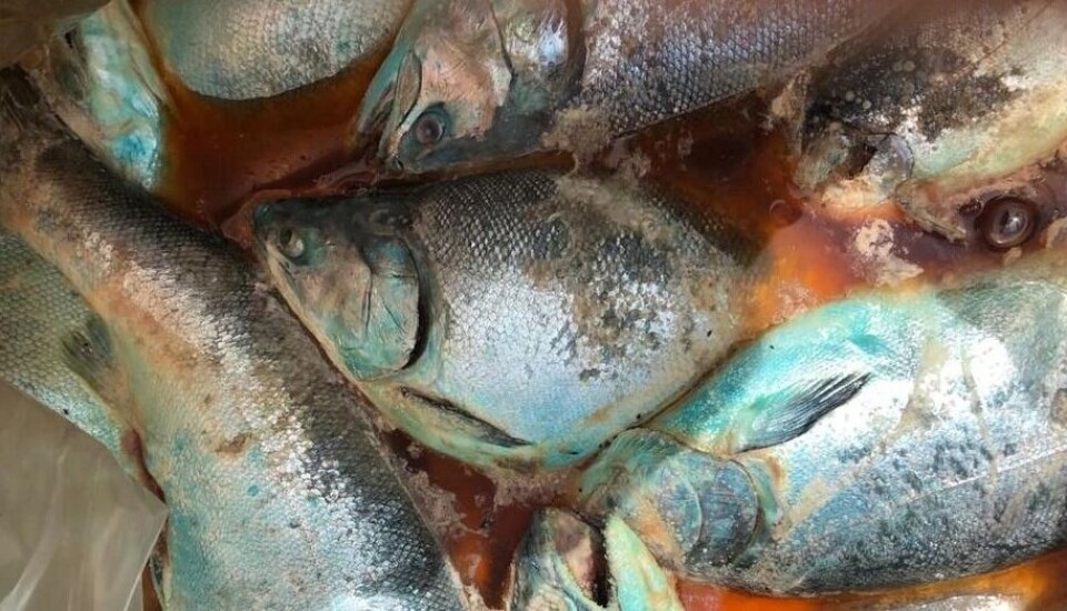Slakteklar fisk dør i påvente av å bli prosessert, fordi arbeiderne er utestengt som følge av de store protestene i Chile. Foto: Coordinadora Nacional de la Industria Salmonera y ramas afines.