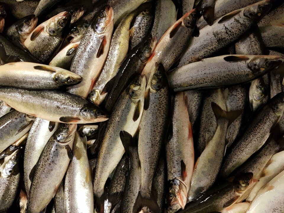 Fisk fra utbrudd av laksepox, med karakteristisk rødfarge blant annet på finner. Foto: Mona Gjessing.