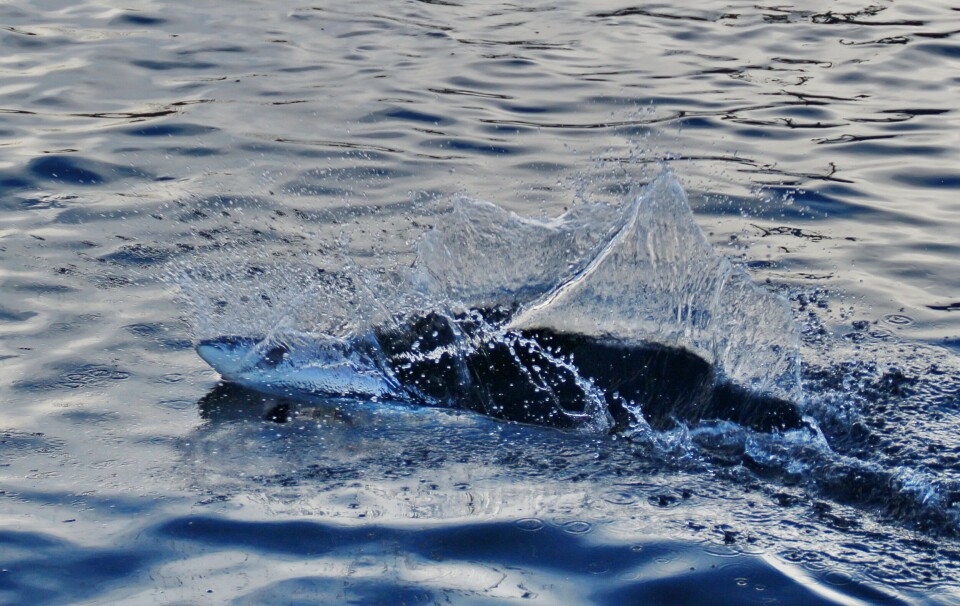 Fiskere må ha skriftlig leveringsavtale med godkjent kjøper før de kan starte fisket etter leppefisk. Foto: Terje Engø Fiskere må ha skriftlig leveringsavtale med godkjent kjøper før de kan starte fisket etter leppefisk. Foto: Terje Engø