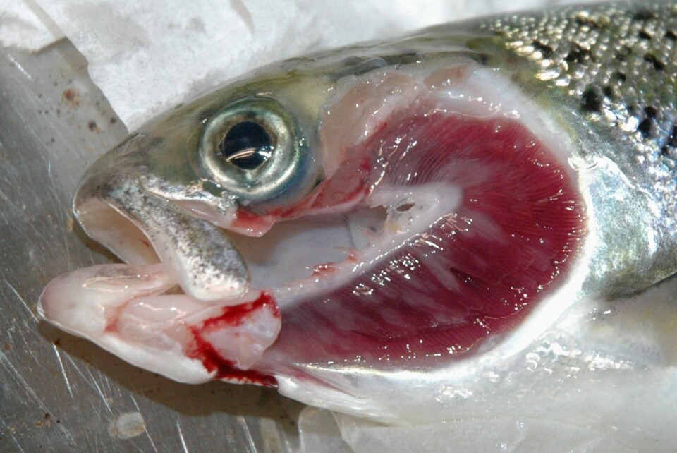 Hvite flekker på gjeller forårsaket av amøben Paramoeba perurans. Foto: Jannicke Wiik-Nielsen, Veterinærinstituttet.