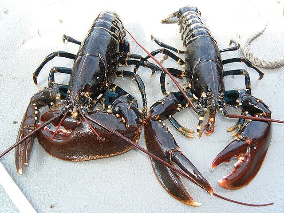 Hummer. Foto: fiskeridirektoratet