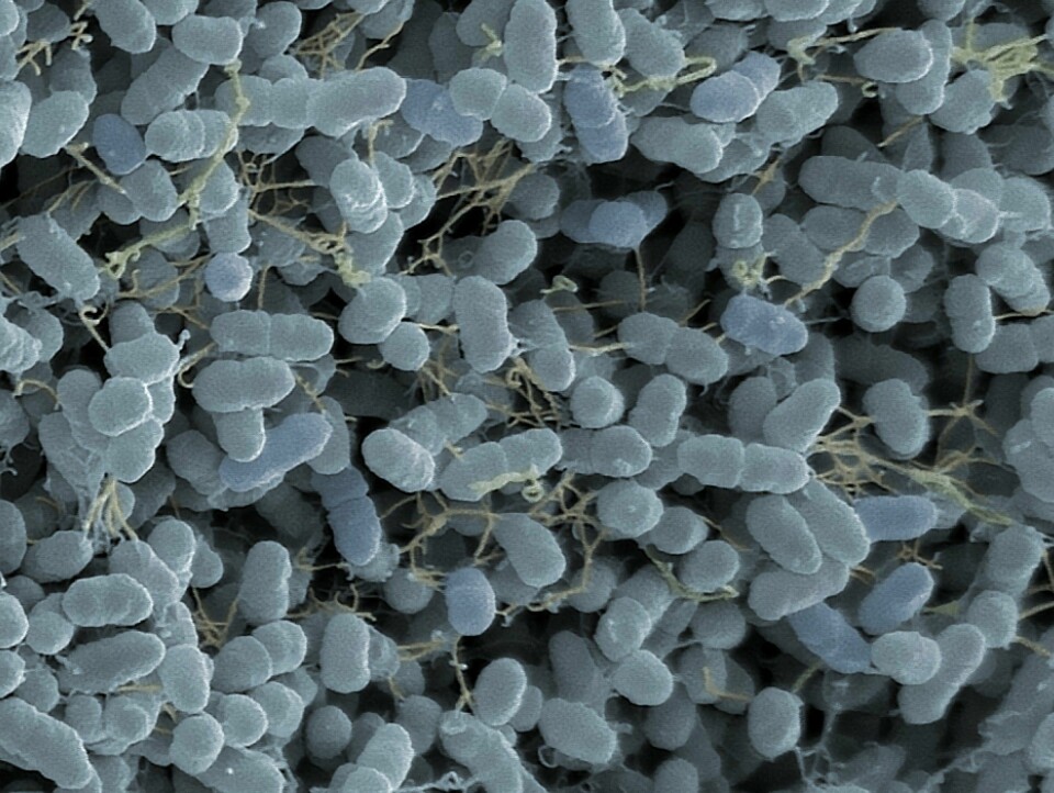 Yersinia ruckeri-bakterier sett i elektronmikroskop. Bakteriene er forstørret 25.000 ganger og fargelagt. Foto: Jannicke Wiik-Nielsen
