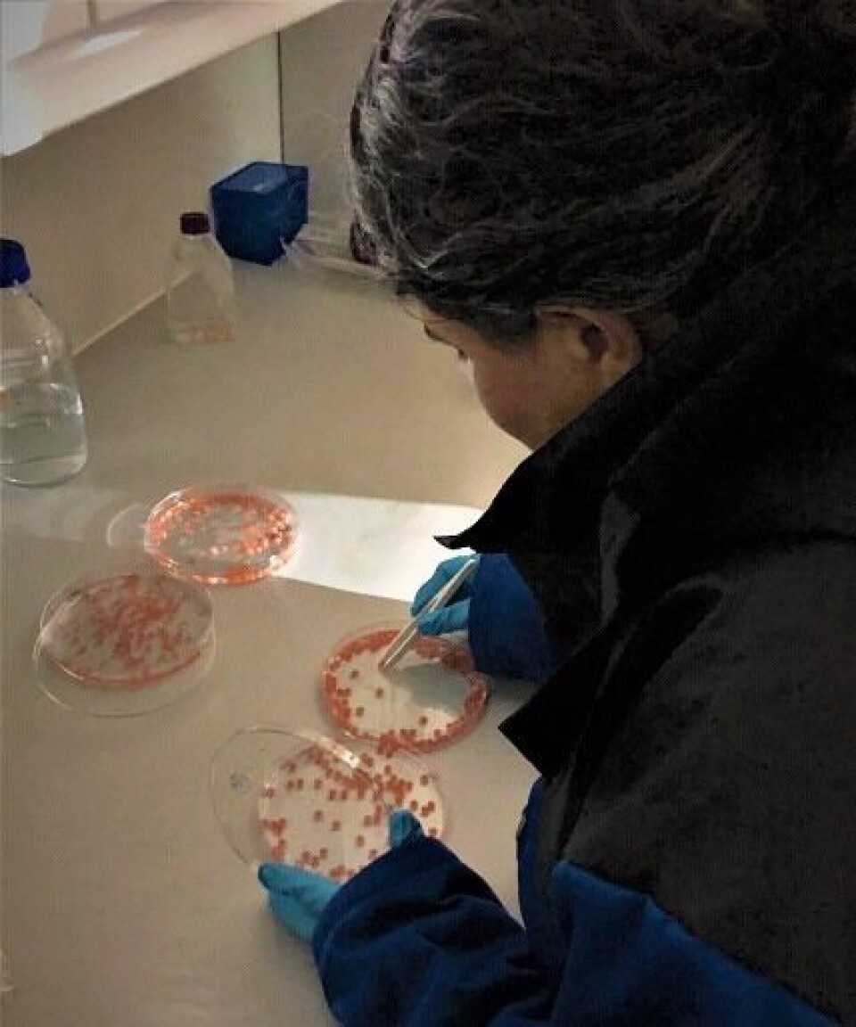 Forsker Sol Gomez de la Torre Canny desinfiserer lakseegg. Arbeidet krever stor omhu og nøyaktighet. Foto: NTNU Institutt for bioteknologi og matvitenskap Forsker Sol Gomez de la Torre Canny desinfiserer lakseegg. Arbeidet krever stor omhu og nøyaktighet. Foto: NTNU Institutt for bioteknologi og matvitenskap
