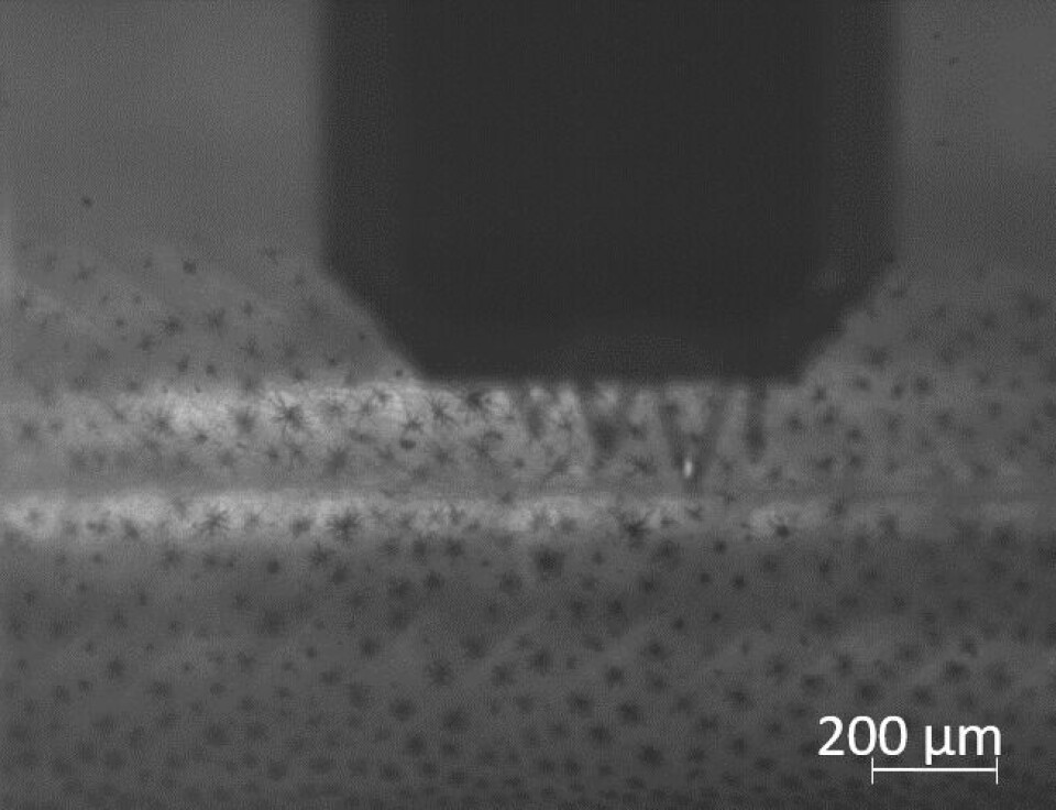 Nanoindentering brukt til å bestemme mekanisk styrke i slimoverflata på skinn hos lakseyngel. Foto: NTNU Institutt for bioteknologi og matvitenskap