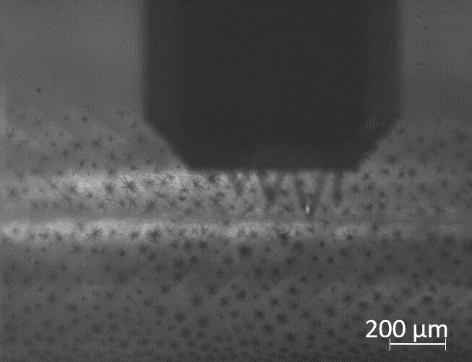 Nanoindentering brukt til å bestemme mekanisk styrke i slimoverflata på skinn hos lakseyngel. Foto: NTNU Institutt for bioteknologi og matvitenskap Nanoindentering brukt til å bestemme mekanisk styrke i slimoverflata på skinn hos lakseyngel. Foto: NTNU Institutt for bioteknologi og matvitenskap