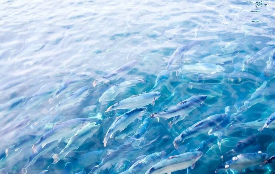 Illustrasjonsfoto av laks i merd. Foto: Aquacloud.