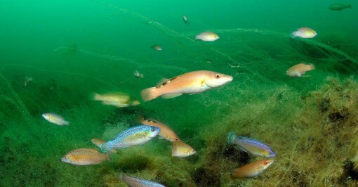 Fisket etter leppefisk har blitt mer bærekraftig