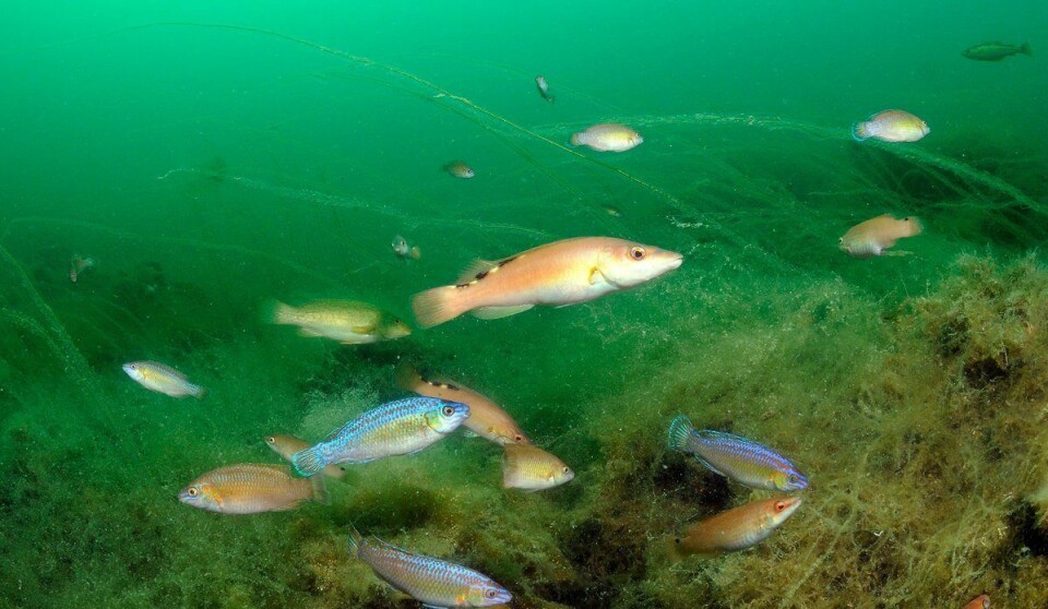 Illustrasjonsfoto av leppefisk. Foto: E. Svendsen.