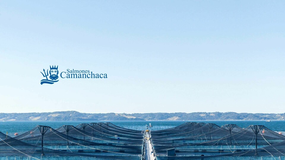 Salmones Camanchaca klarte å oppnå bedre pris enn de fleste chilenske selskap i fjerdekvartal. Foto: Alvaro Marin/Salmones Camanchaca
