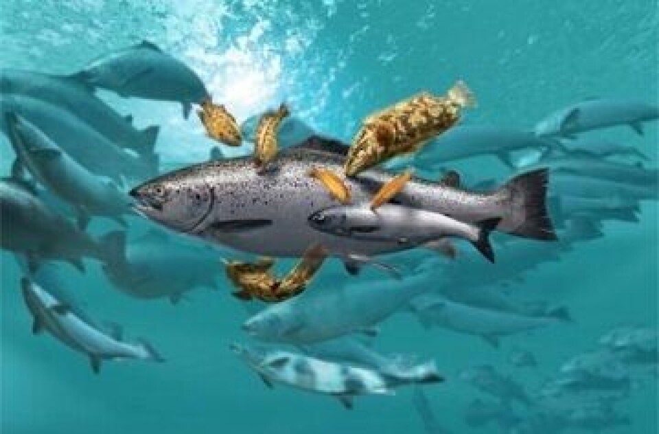 Laks og leppefisk i merd. Illustrasjonsfoto: MH/Fiskeridirektoratet.