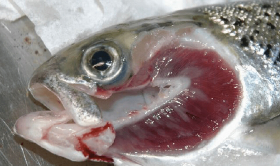 Selv om de gunstige effektene fortsatt undersøkes, viser ferskvannsbehandling å være mest effektiv og gir generelt lav risiko for redusert fiskehelse med tilsynelatende stor sikkerhetsmargin, til tross for noen kortsiktige fysiologiske effekter etter badebehandling. Foto: Jannicke Wiik-Nielsen, Veterinærinstituttet.