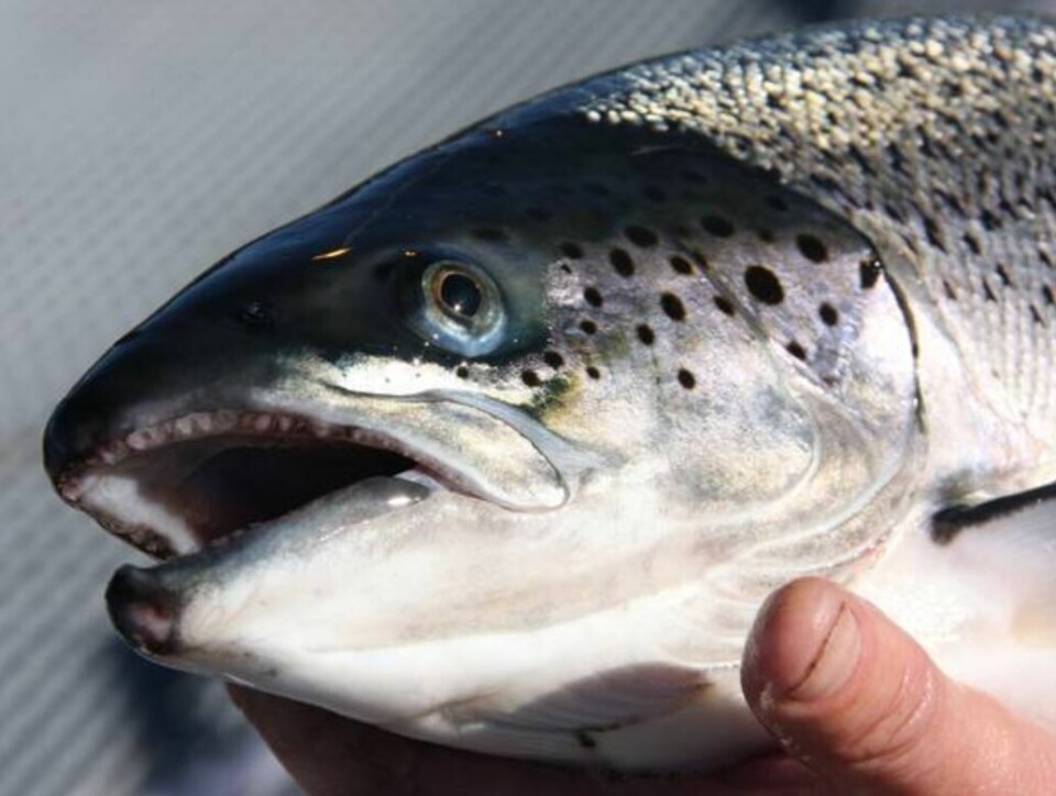 Mattilsynet bruker en veileder når de vurderer fiskens helse og velferd. Foto: Mattilsynet. Mattilsynet bruker en veileder når de vurderer fiskens helse og velferd. Foto: Mattilsynet.