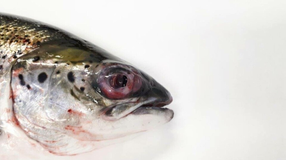 Pasteurellose i laks kan forårsake symptomer som byller i huden, ved brystfinner, i indre organer, og kan i noen tilfeller forårsake såkalt 'blodøye', som vist i bildet. Pasteurellose i laks kan forårsake symptomer som byller i huden, ved brystfinner, i indre organer, og kan i noen tilfeller forårsake såkalt 'blodøye', som vist i bildet.