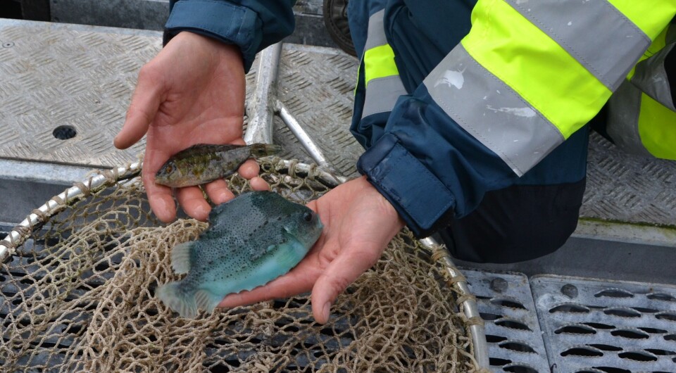 I Norge brukes leppefisk og rognkjeks i mer enn 60 % av alle laksemerdene. Illustrasjonsfoto: Linn Therese Skår Hosteland.