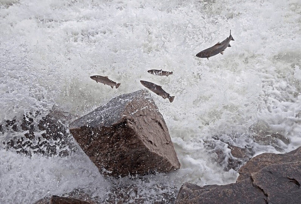 Laks i elven Laksforsen i Nordland. Foto: Kiwisoul/Shutterstock.
