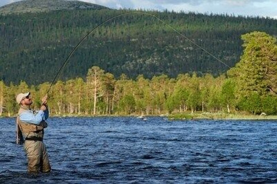 Flere setter fisken tilbake i elven, men den får vondt