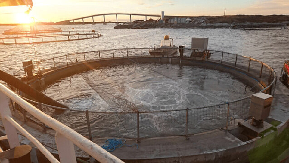 Nekton blir det nye navnet til flere av selskapene til Mikal A. Eines. Foto: Nekton Havbruk.